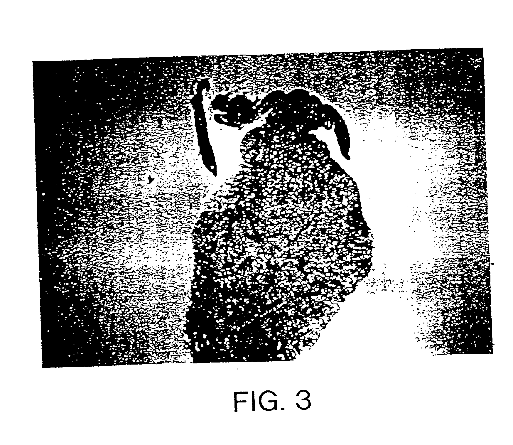 Gene transfer for studying and treating a connective tissue of a mammalian host