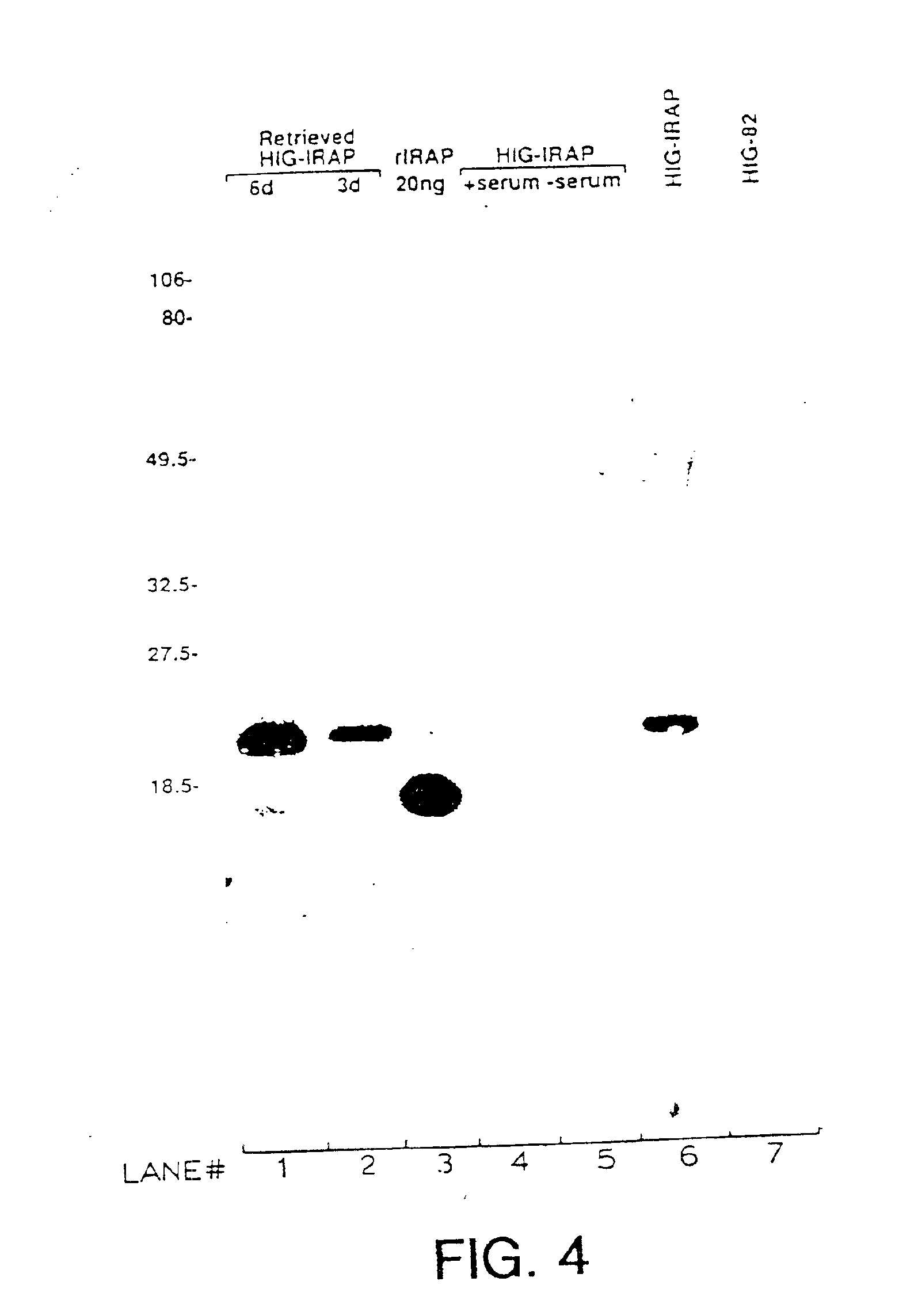 Gene transfer for studying and treating a connective tissue of a mammalian host