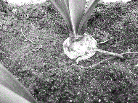 Scale cultivation method of hippeastrum rutilum