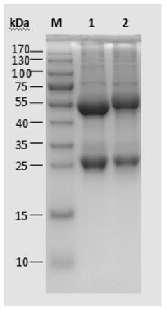 Canine parvovirus hybridoma cells, monoclonal antibodies and applications