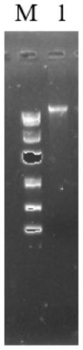 A strain of Aspergillus niger genetically engineered bacteria with inactivated calcium ion channel ccha gene and its construction method and application