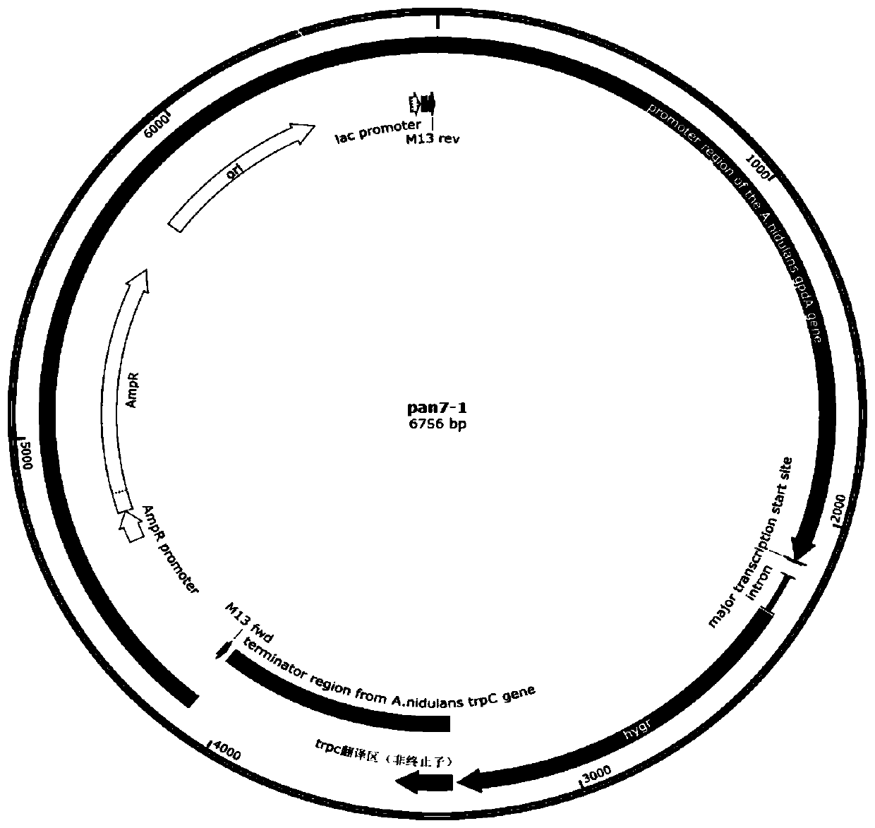 A strain of Aspergillus niger genetically engineered bacteria with inactivated calcium ion channel ccha gene and its construction method and application