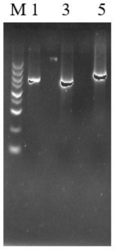 A strain of Aspergillus niger genetically engineered bacteria with inactivated calcium ion channel ccha gene and its construction method and application