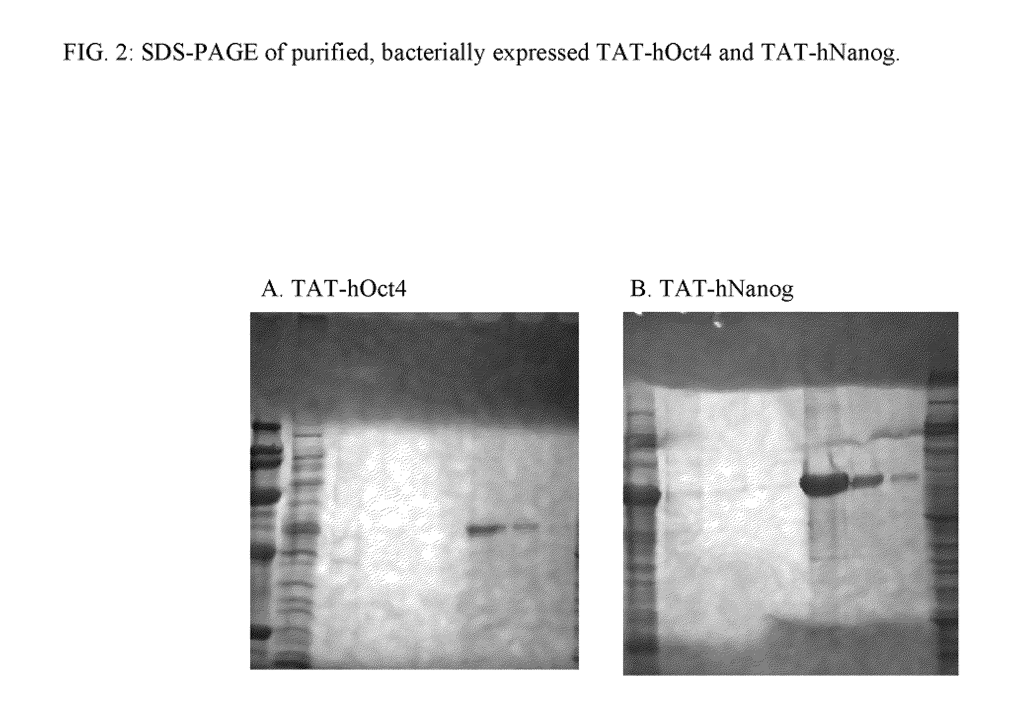Genetically Intact Induced Pluripotent Cells Or Transdifferentiated Cells And Methods For The Production Thereof