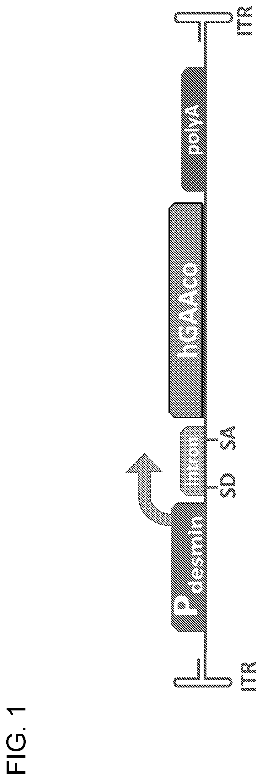 Transcription regulatory elements and uses thereof