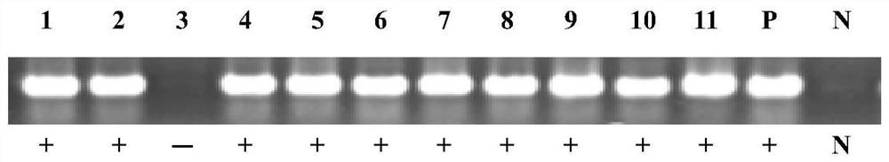 Application of Rice oswrky21 Transcription Factor Gene in Improving Plant Insect Resistance