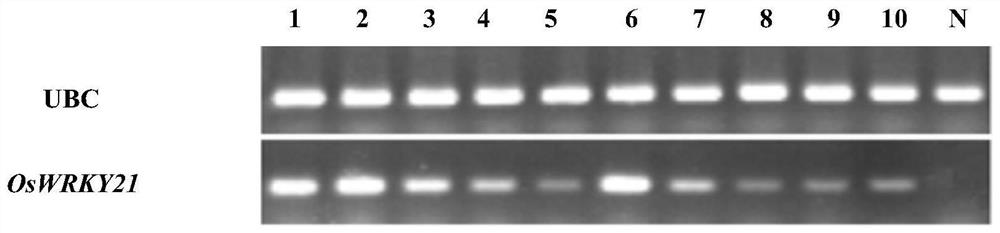 Application of Rice oswrky21 Transcription Factor Gene in Improving Plant Insect Resistance