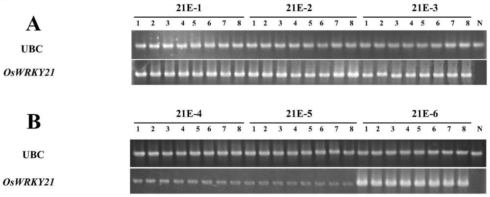 Application of Rice oswrky21 Transcription Factor Gene in Improving Plant Insect Resistance