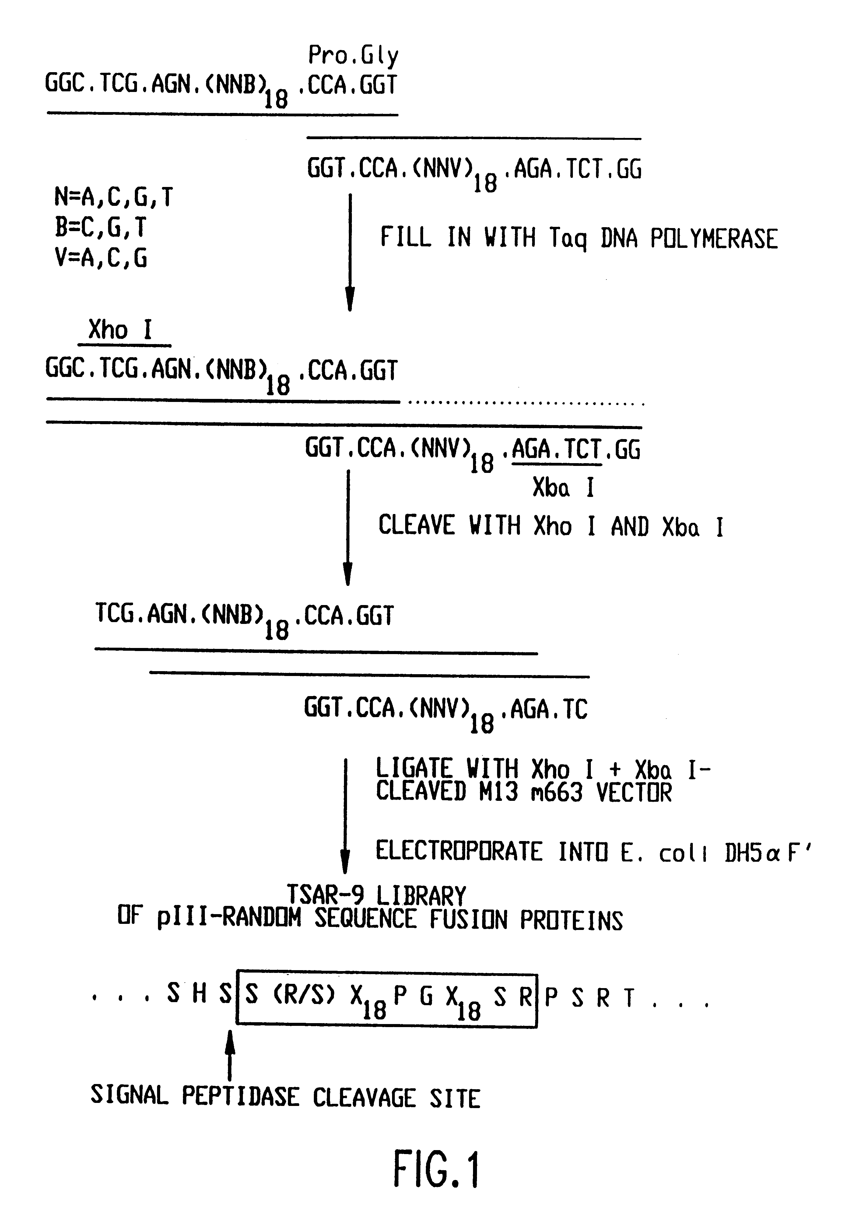 SRC SH3 binding peptides and methods of isolating and using same