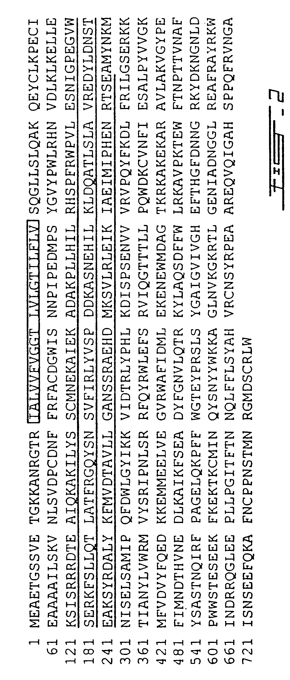 Composition, methods and reagents for the synthesis of a soluble form of human PHEX