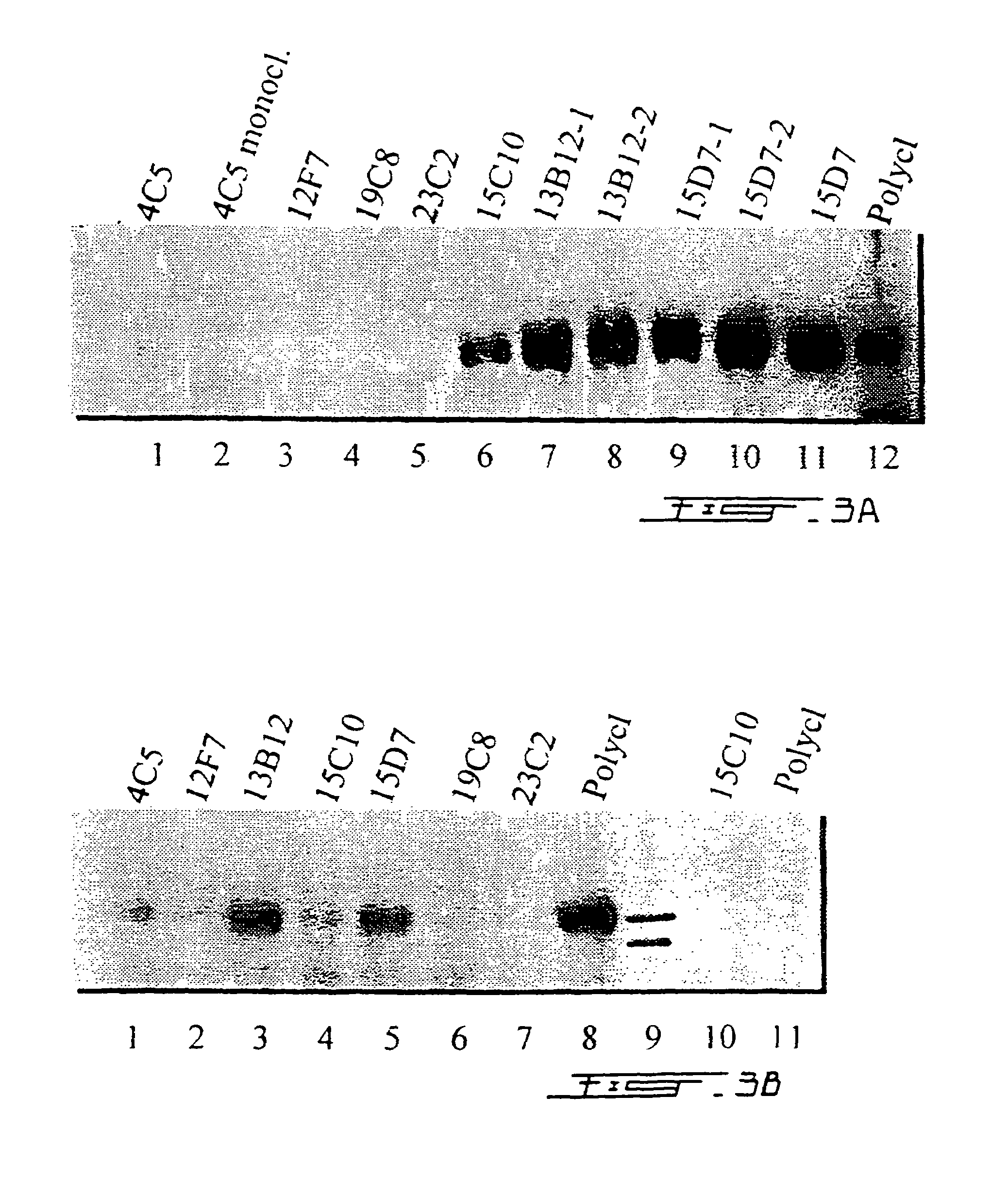 Composition, methods and reagents for the synthesis of a soluble form of human PHEX