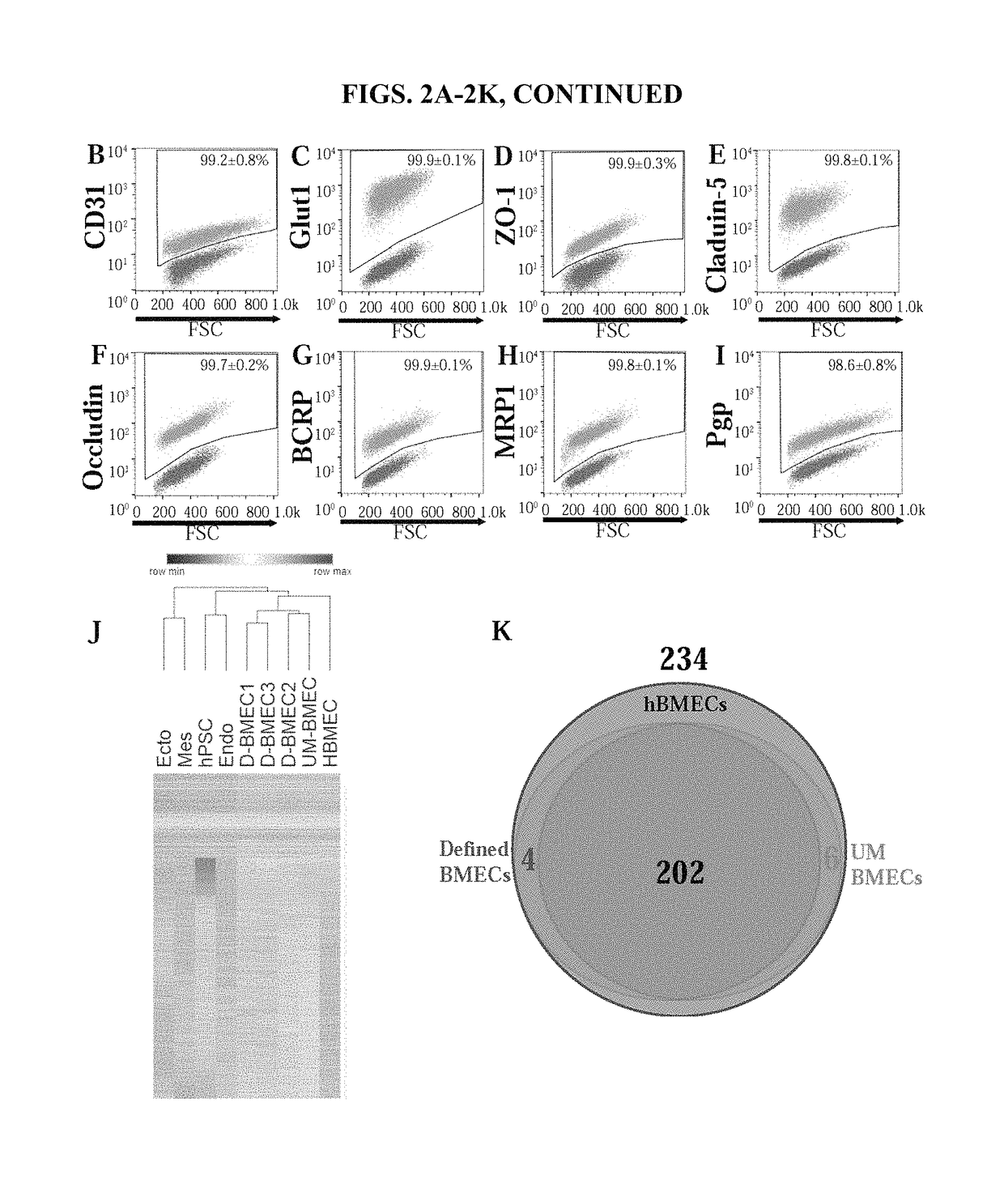 Methods for differentiation of human pluripotent stem cells to brain microvascular endothelial cells