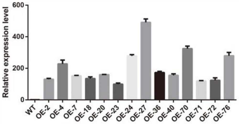 Application of slbbx20 Gene in Regulating Tomato Botrytis Botrytis Resistance