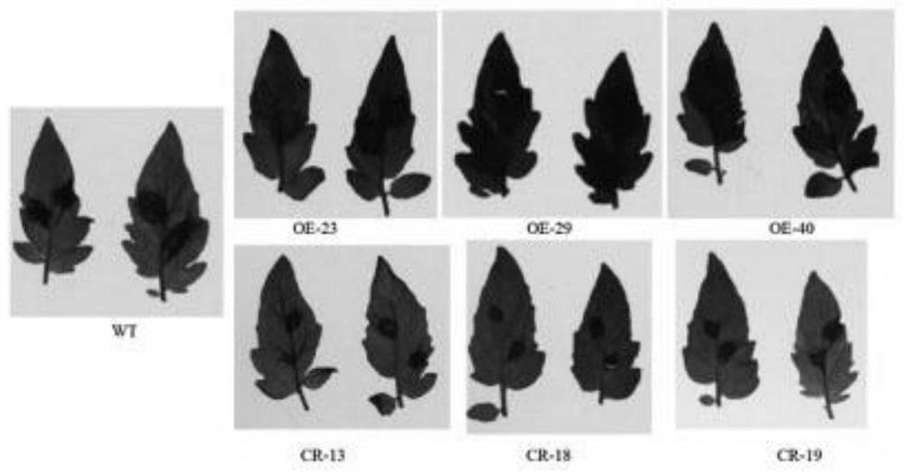 Application of slbbx20 Gene in Regulating Tomato Botrytis Botrytis Resistance