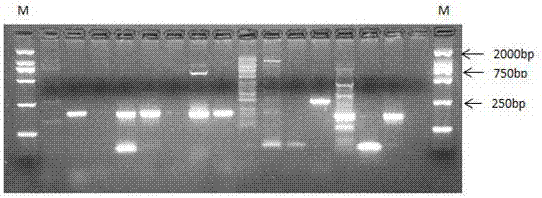 Method for developing SSR (Simple Sequence Repeat) primers of sisal hemp based on transcriptome sequencing