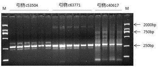 Method for developing SSR (Simple Sequence Repeat) primers of sisal hemp based on transcriptome sequencing