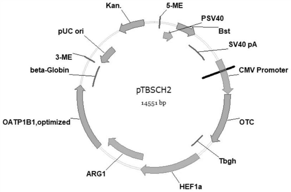 Enhanced detoxification function gene fragment and modified hepg2 cells