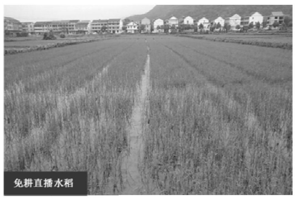 Annual, simple and efficient cultivation method suitable for rice field-upland rotation in hilly areas