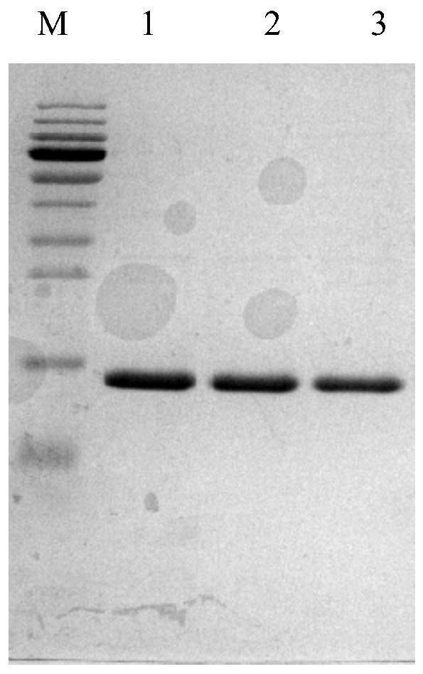 Single-domain antibody targeting human IgE, humanized single-domain antibody and application thereof