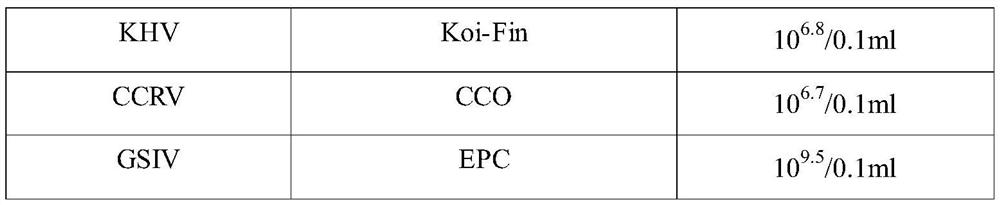 A kind of bacillus licheniformis yfi-2 and its application in the preparation of freshwater farmed animal virus disease medicine