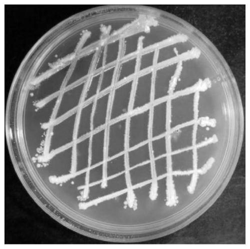 Preparation and application of a strain of Streptomyces alboniger for disease prevention and growth promotion and its metabolites