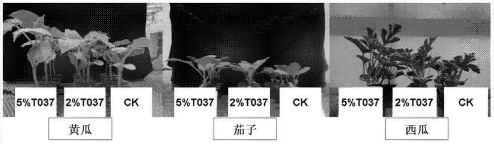 Trichoderma harzianum-contanining functional vegetable seedling biological matrix and preparation method thereof