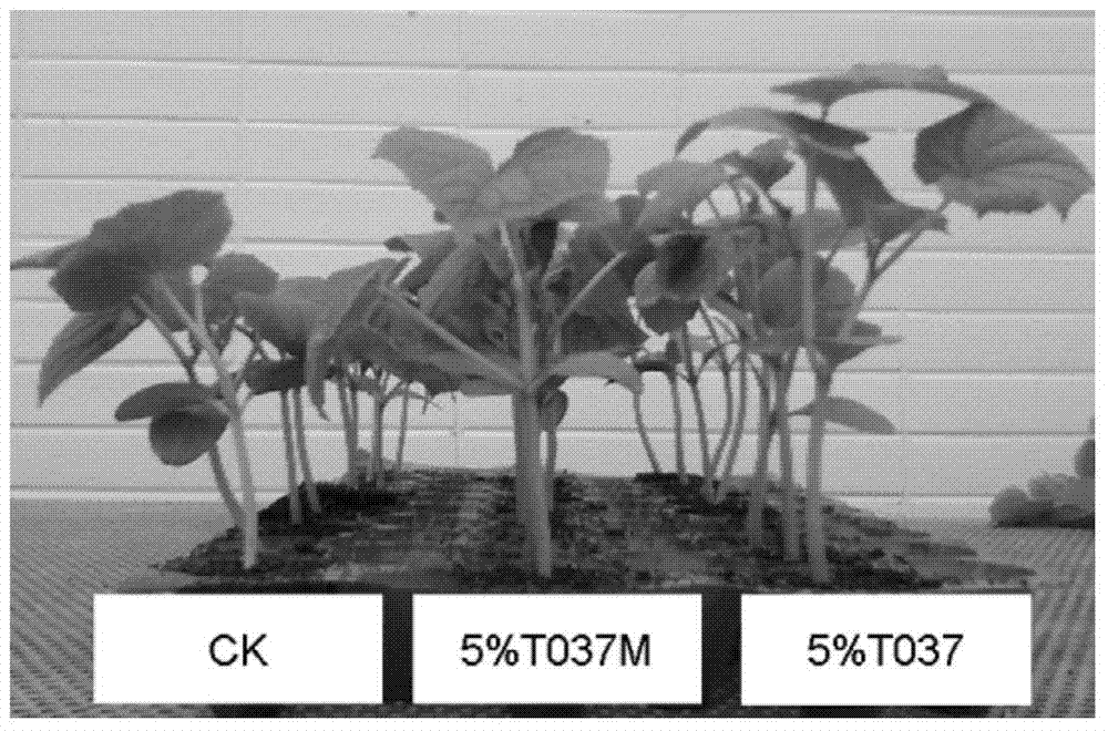 Trichoderma harzianum-contanining functional vegetable seedling biological matrix and preparation method thereof
