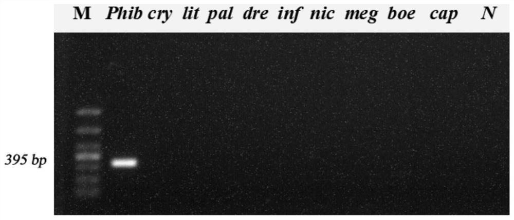 A specific detection target of Phytophthora winteris phibe_s00001g00026.1 and its application