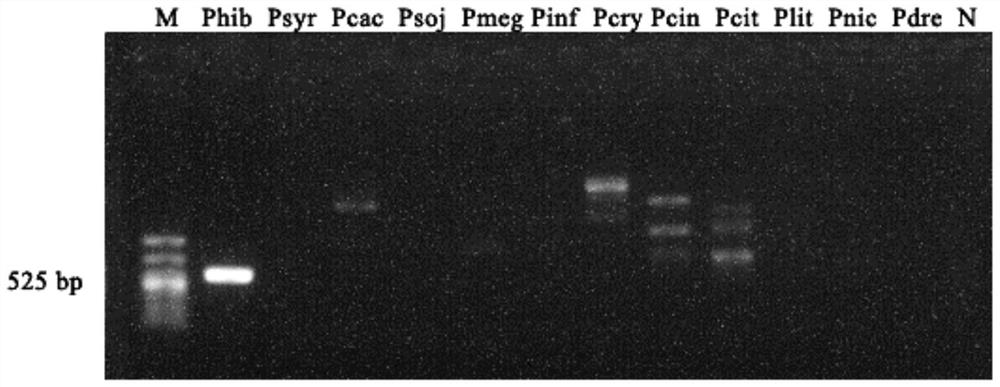 A specific detection target of Phytophthora winteris phibe_s00001g00026.1 and its application