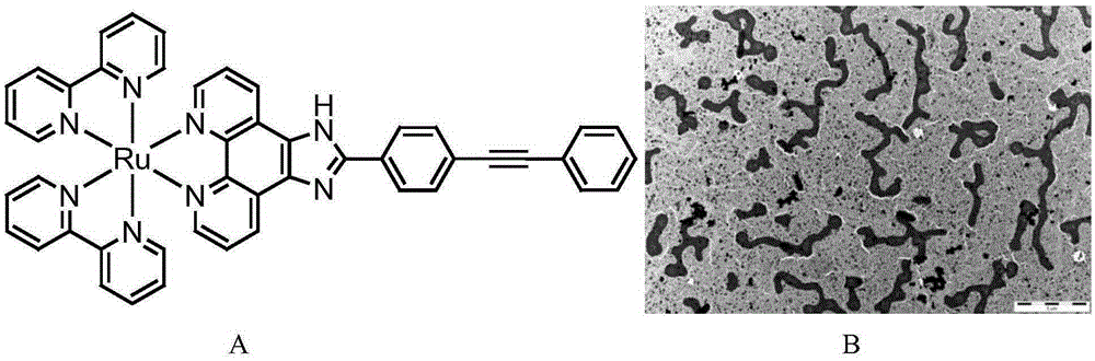 Application of ruthenium complex serving as nucleic acid vector of target cell nucleus