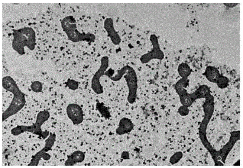 Application of ruthenium complex serving as nucleic acid vector of target cell nucleus