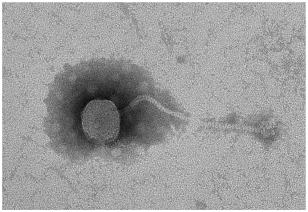 Bacillus cereus phage composition and application thereof