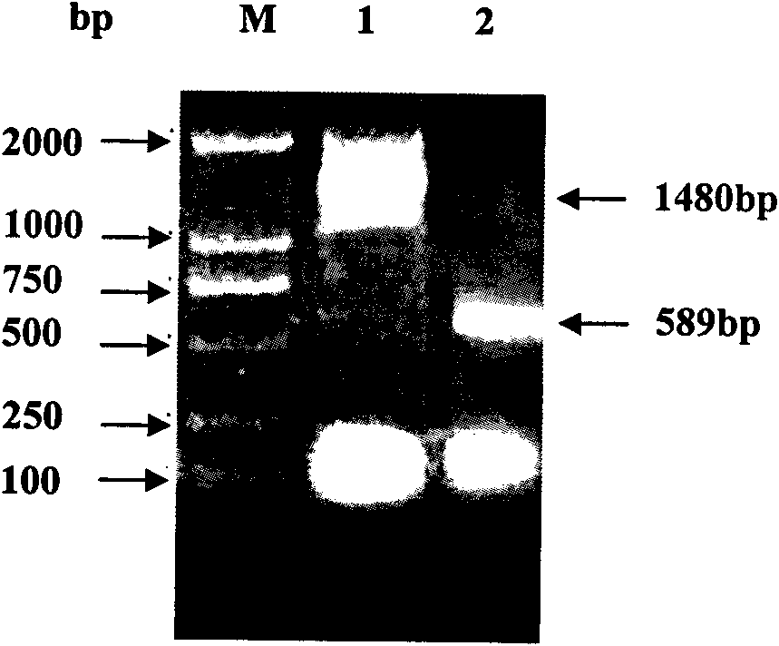 Mycoplasma hyopneumoniae P36 gene recombined Pichia pastoris and expression protein