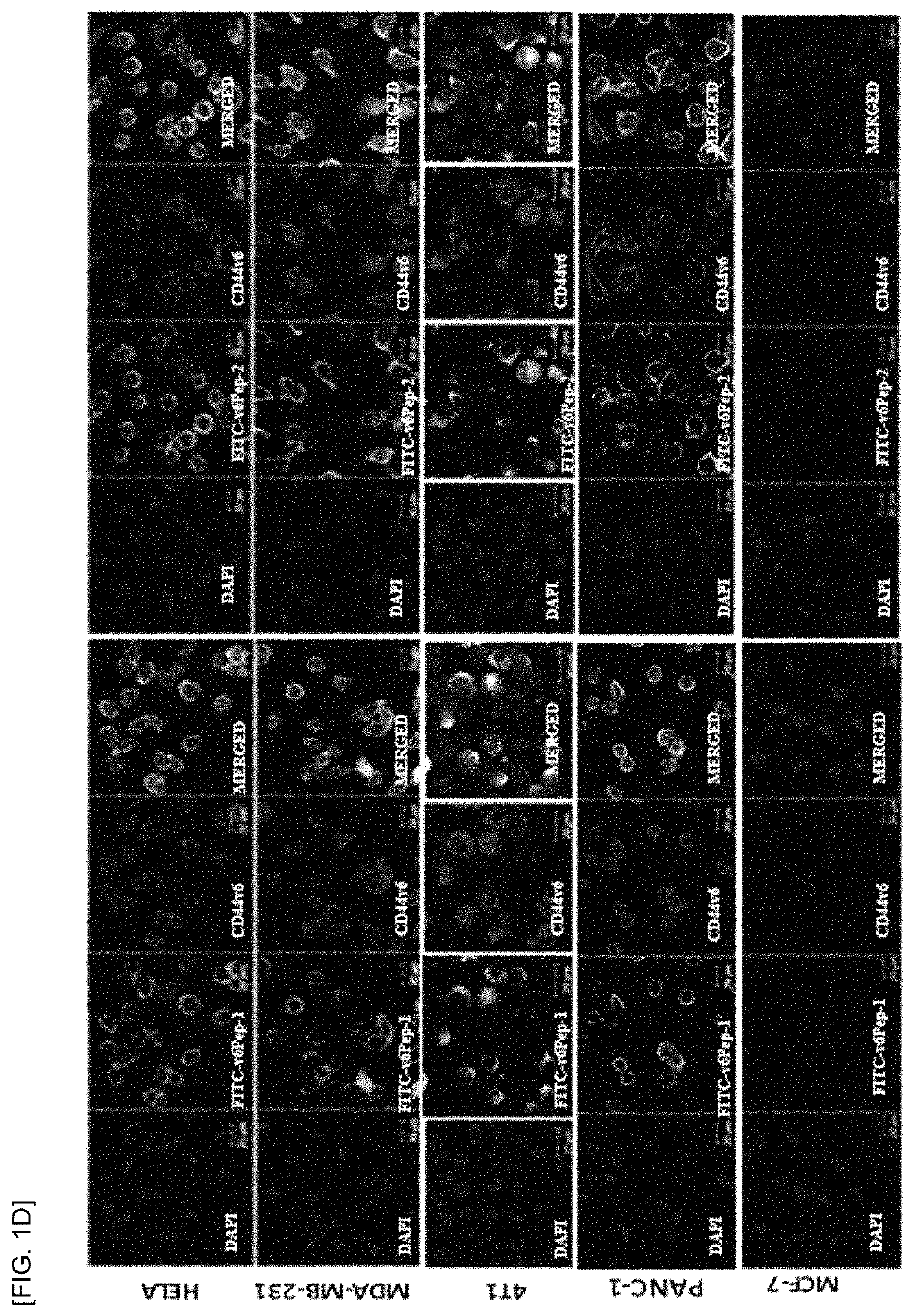 Peptides for binding to CD44v6 and use thereof