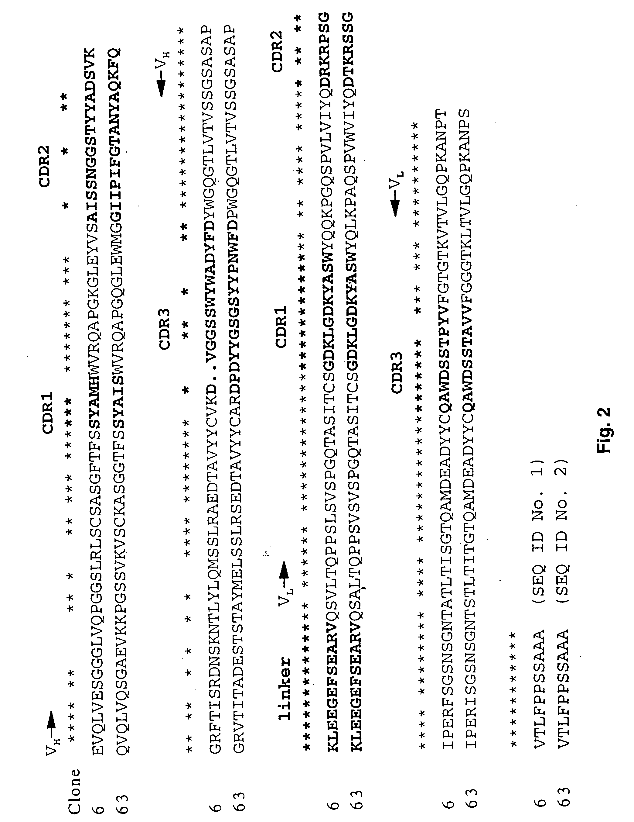 Human anti-epidermal growth factor receptor single-chain antibodies