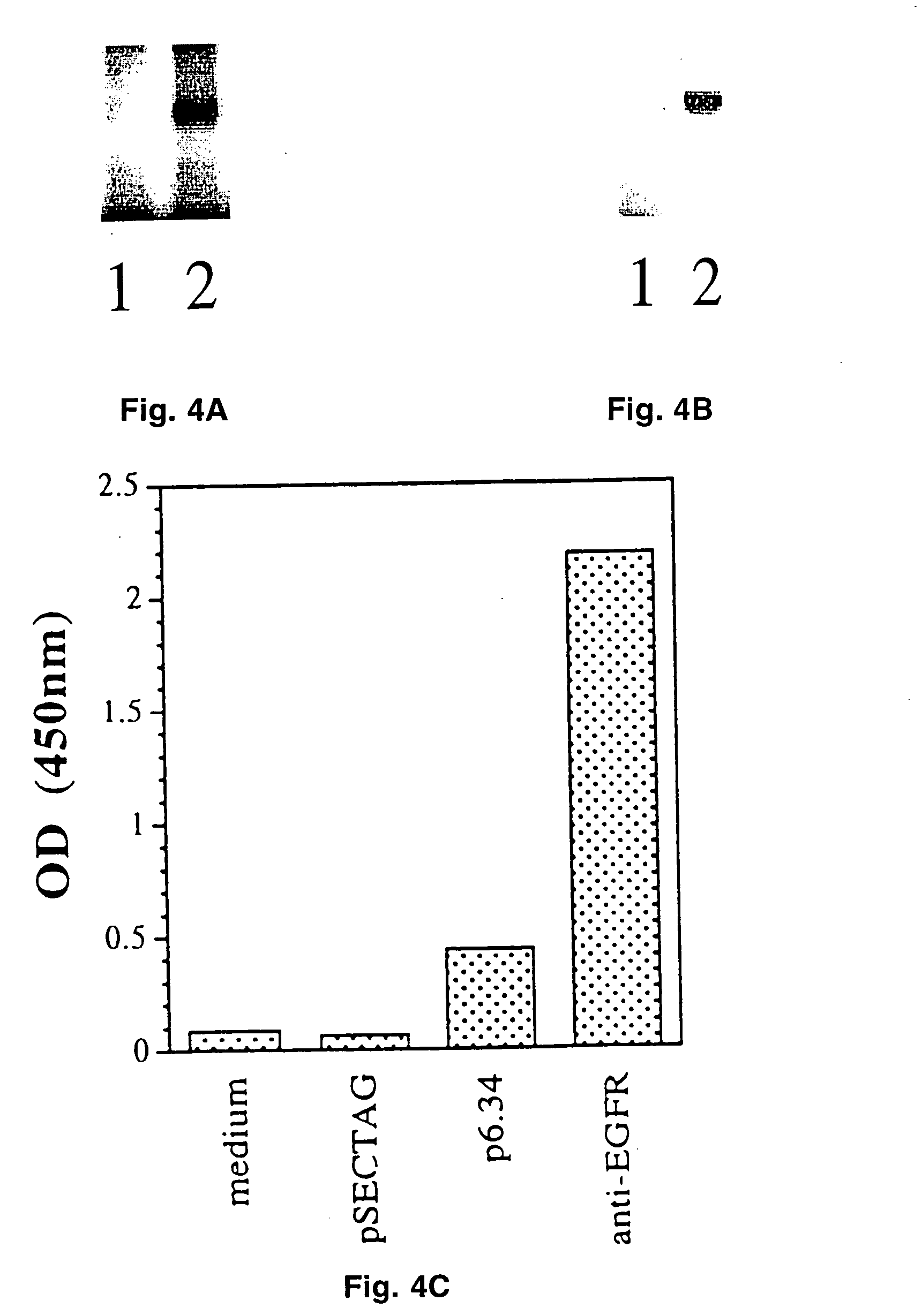 Human anti-epidermal growth factor receptor single-chain antibodies