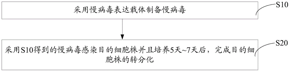 Cell transdifferentiation method