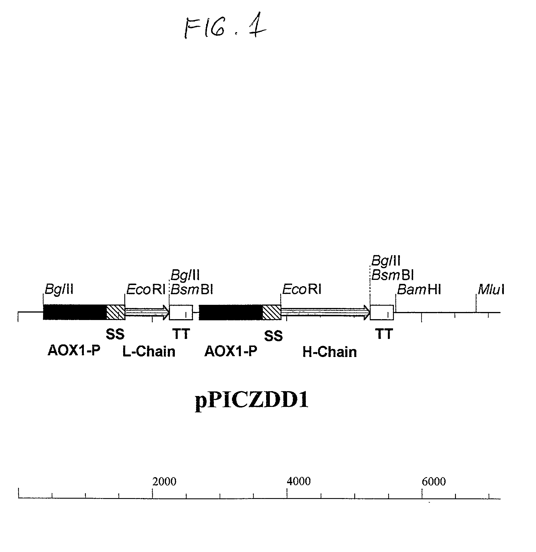 Functionally assembled antigen-specific intact recombinant antibody and a method for production thereof