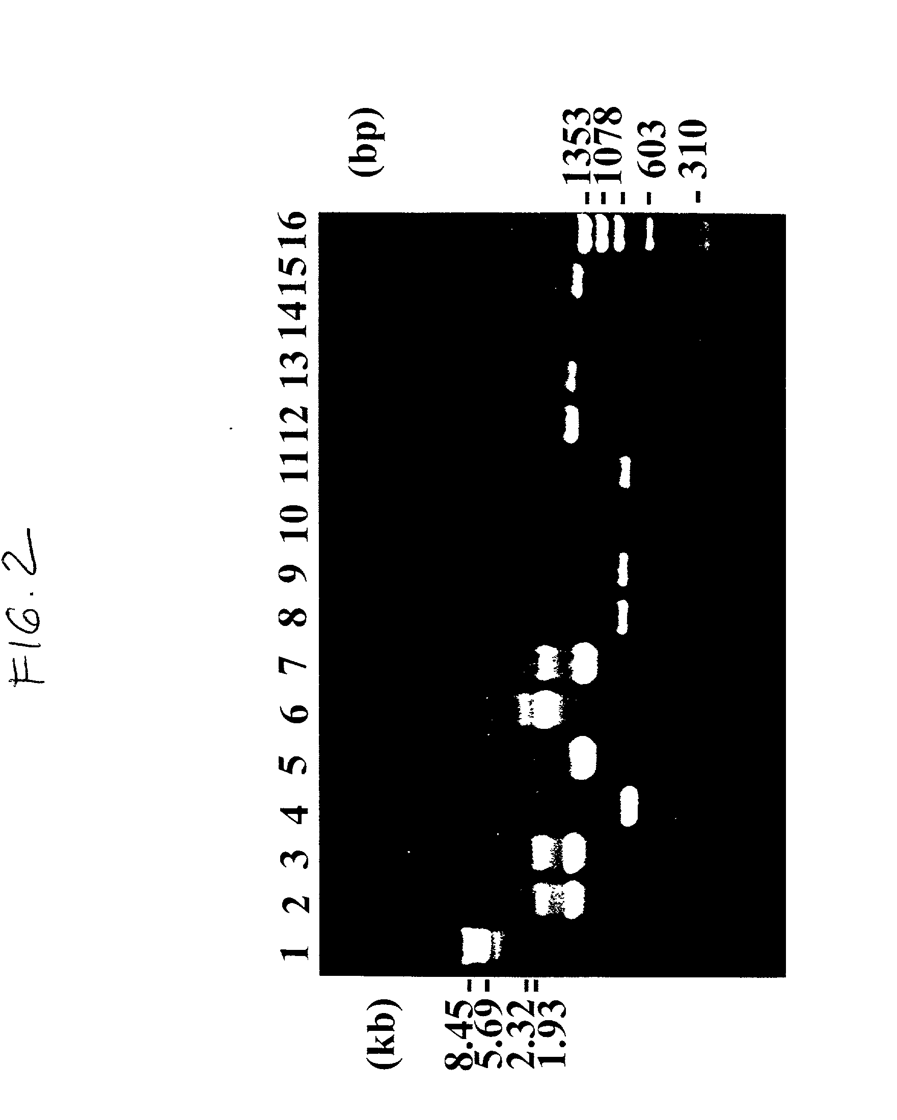 Functionally assembled antigen-specific intact recombinant antibody and a method for production thereof