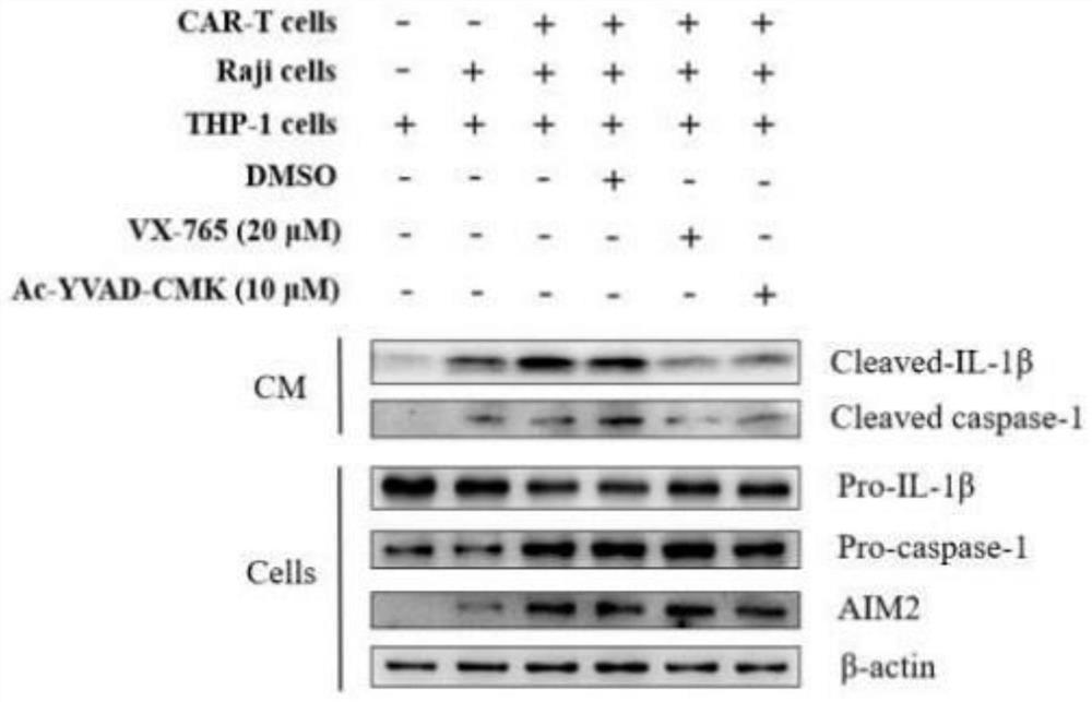 Application of Caspase-1 in preparation of medicine for improving CAR-T treatment effect