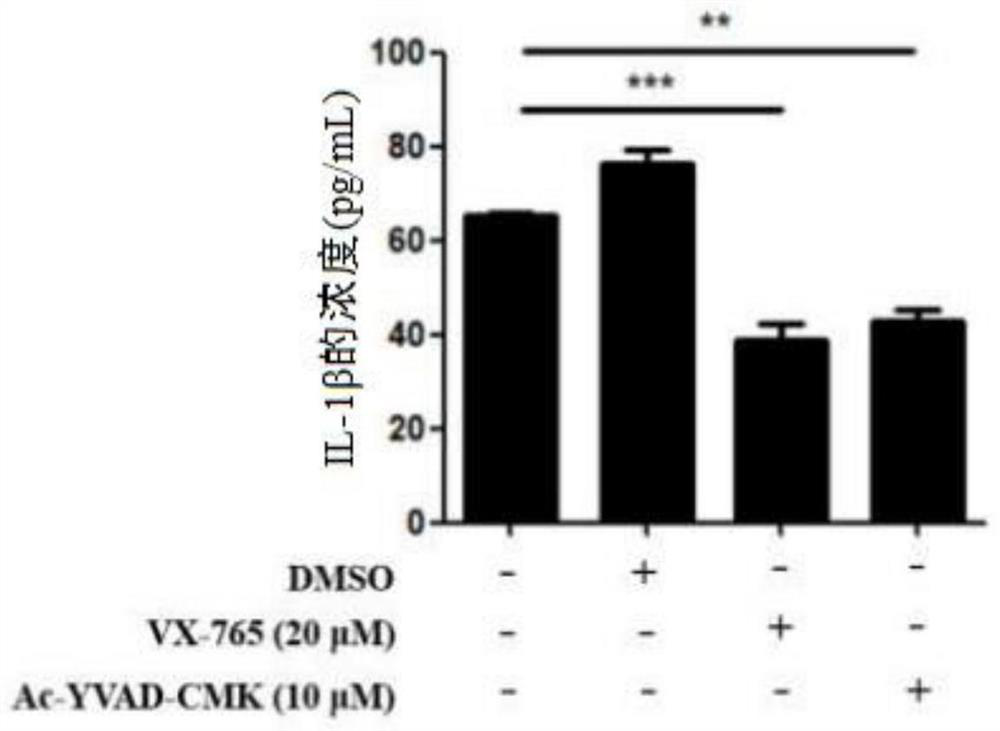 Application of Caspase-1 in preparation of medicine for improving CAR-T treatment effect