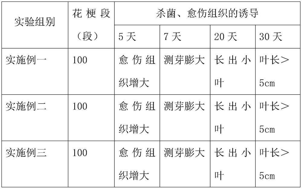 Tissue culture medium of phalaenopsis and propagation method of phalaenopsis