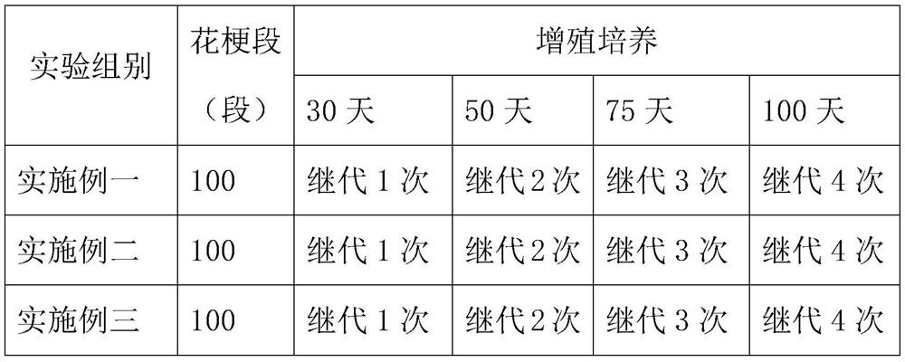 Tissue culture medium of phalaenopsis and propagation method of phalaenopsis