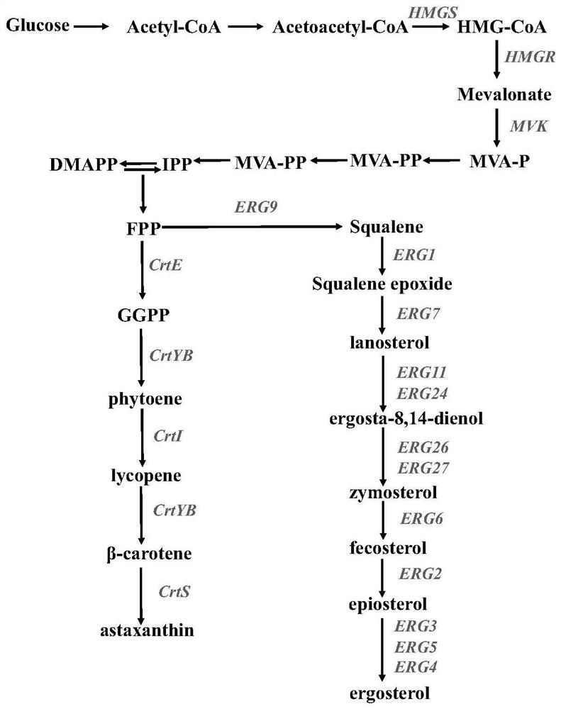 Method for increasing yield of phaffia rhodozyma astaxanthin