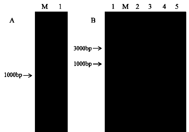 Gene application in inhibition and apoptosis of glioma cell