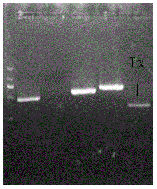 Trachinotus ovatus thioredoxin gene