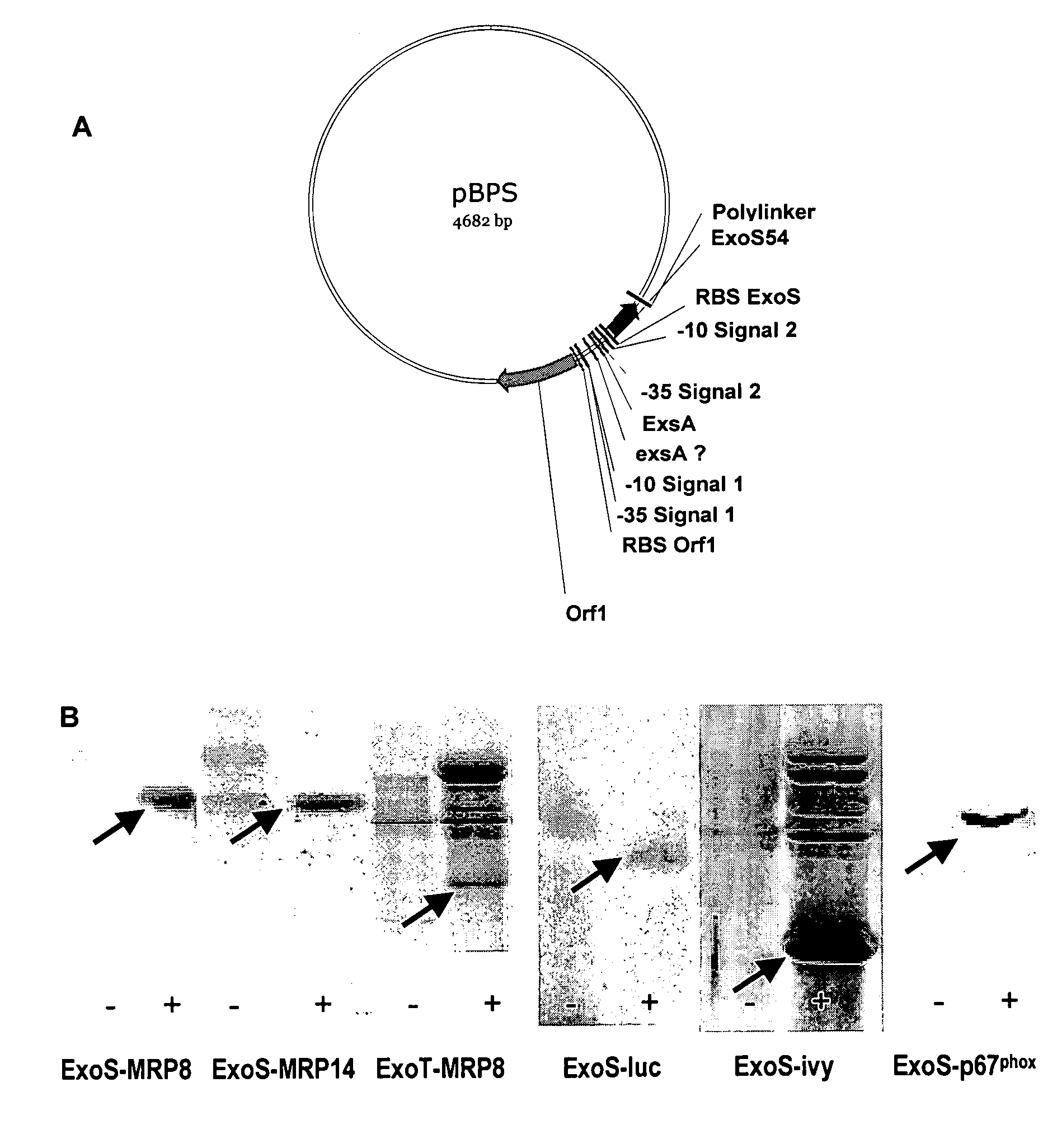 Tool for the transfer and production of proteins using the pseudomonas type III secretion system