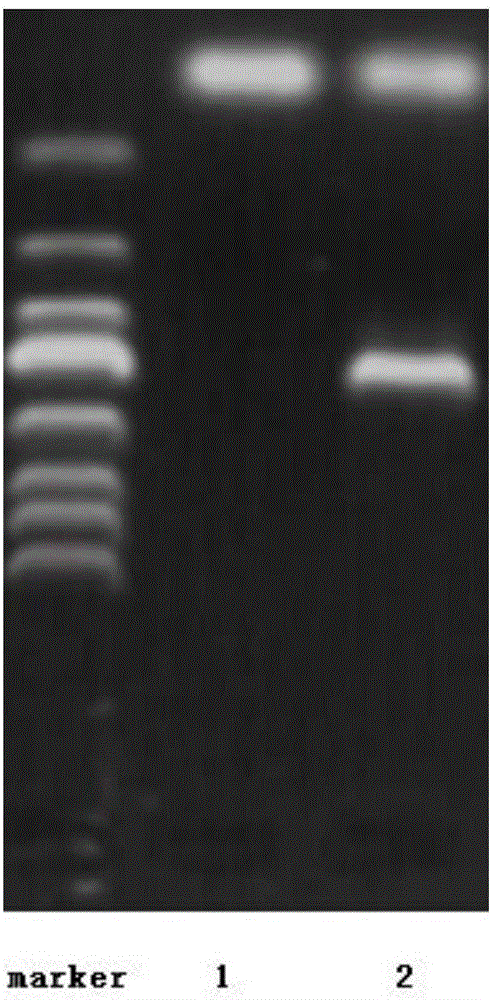 Method for directly importing foreign DNA into fusarium moniliforme resting spores