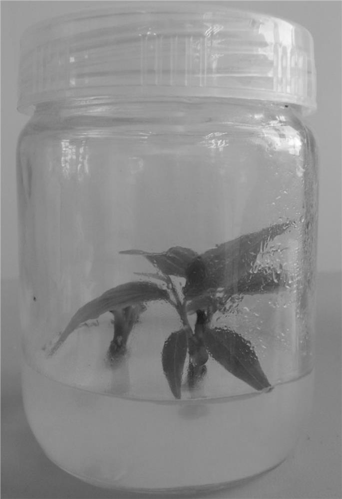 A kind of stem segment induction plant regeneration medium and its tissue culture rapid propagation method