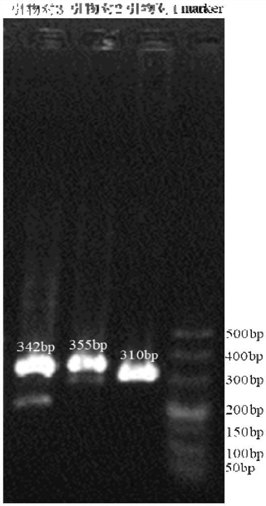BBS2 molecular marker associated with beef quality traits of beef cattle, and detection kit thereof